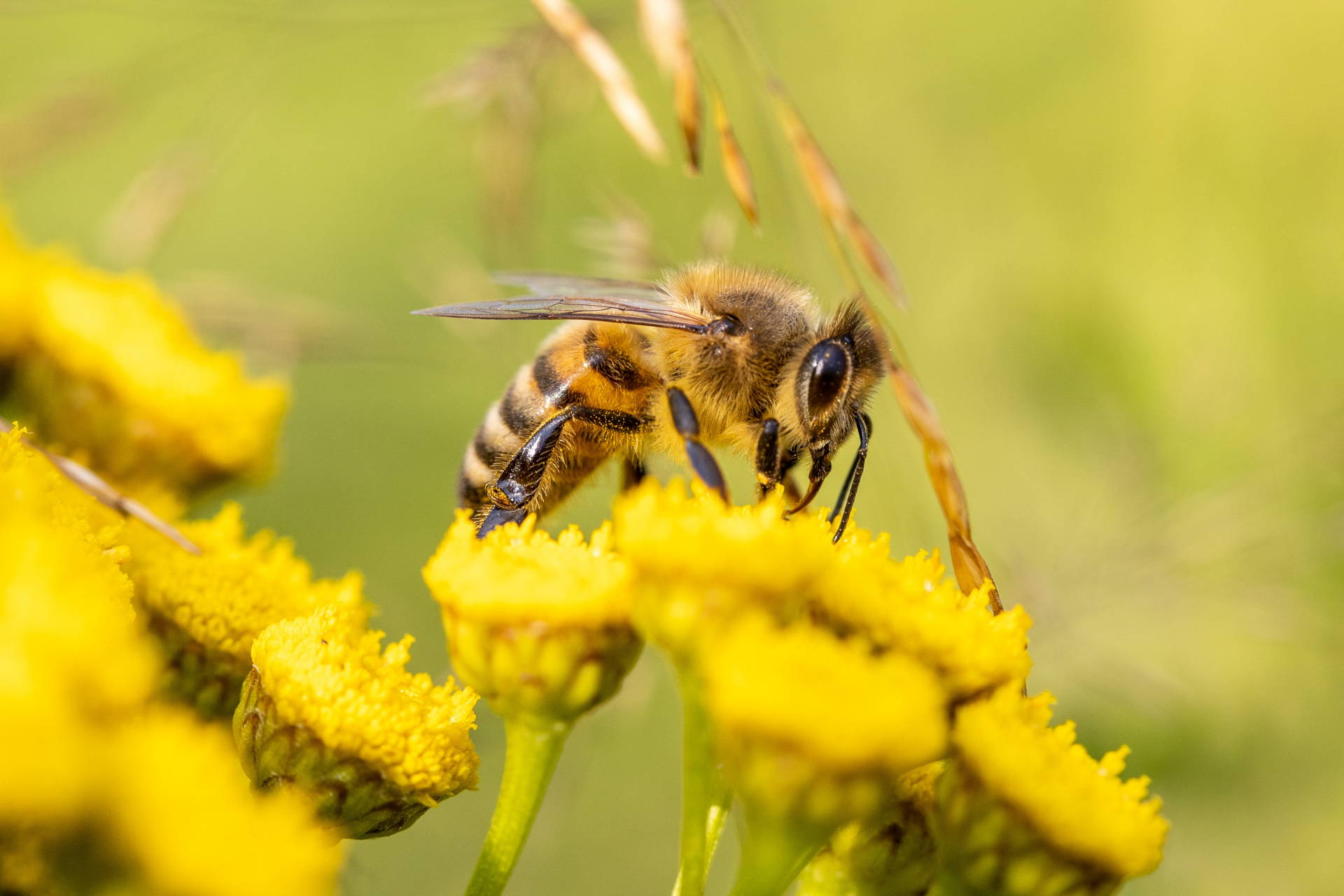 honey-bee-6506809-pcela-pcelari-med-pixabay.jpg