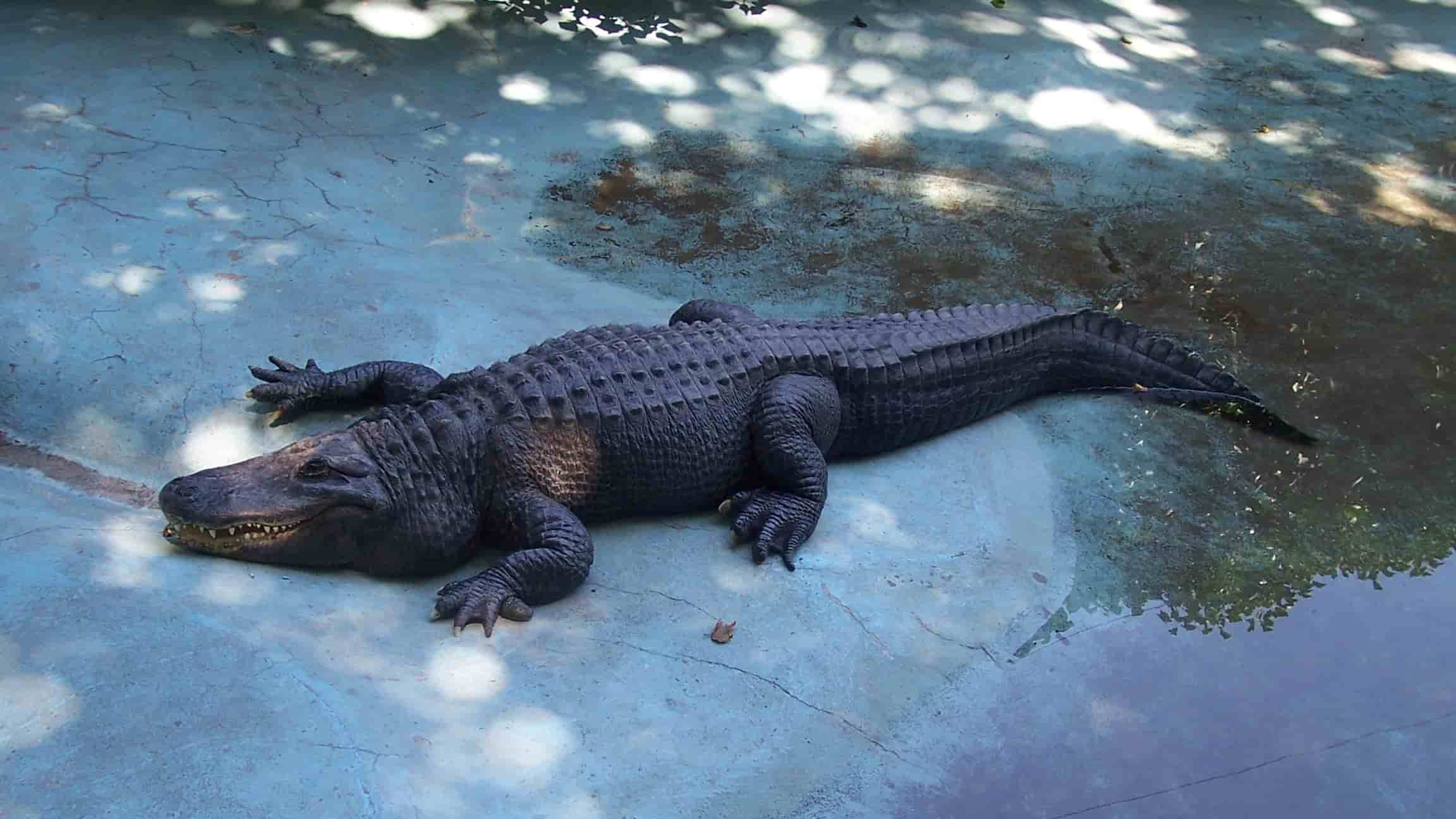 aligator_muja_wikipedia Cropped (1).jpg