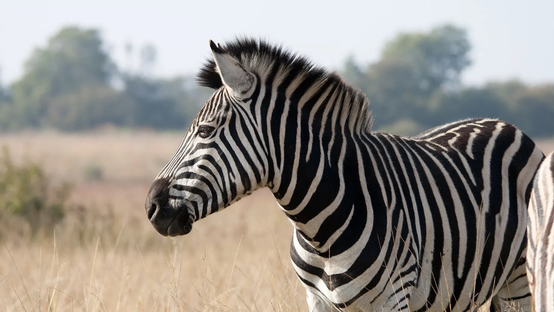 zebra-2283914_1920-1664457380486.webp