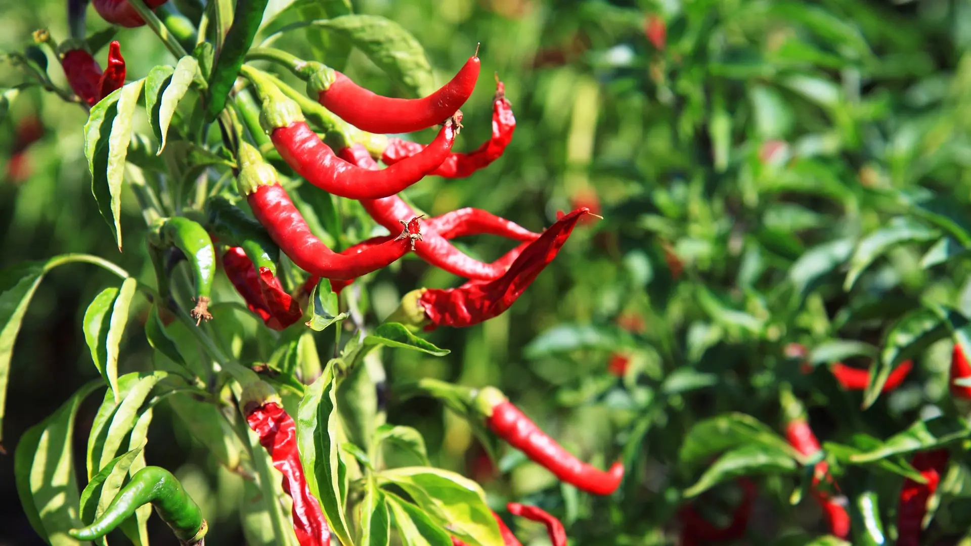 čili, ljuta paprika Pixabay-1668436293479.webp