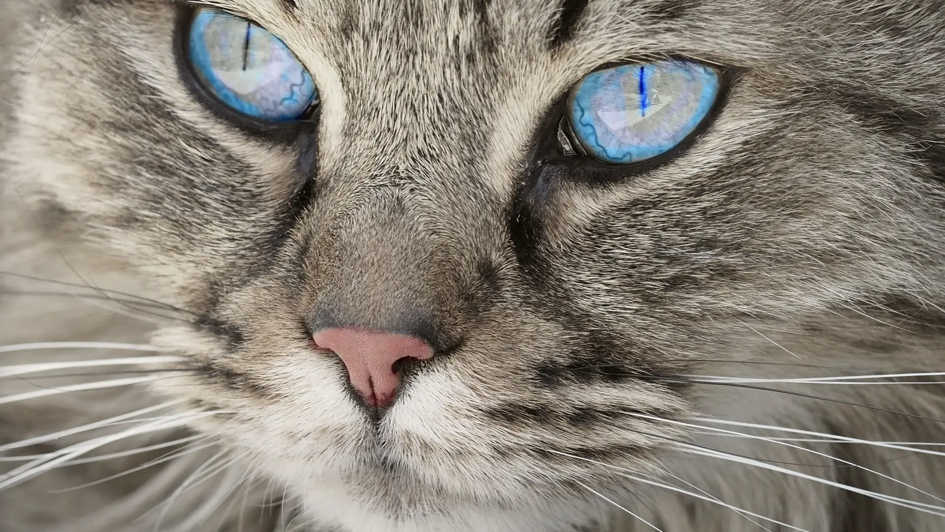 mačka, pixabay-6394c26289623.webp