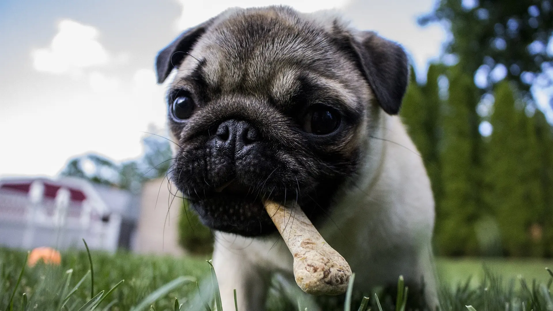 puppy-1502565_1920 pas, mops, pug, ljubimac, kuče Pixabay-63ca7cf560a40.webp