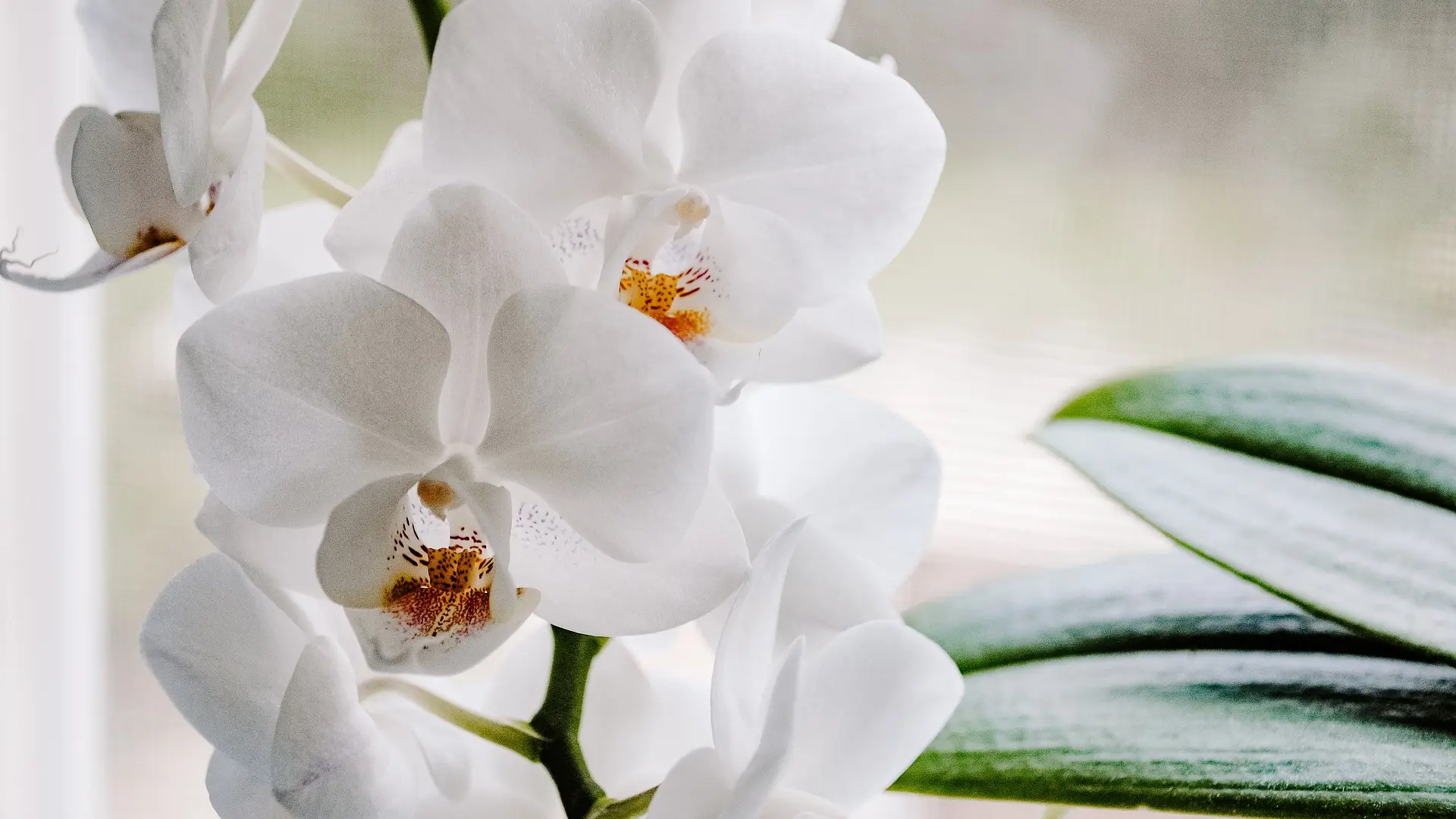 orhideja pixabay-645ce6094084e.webp