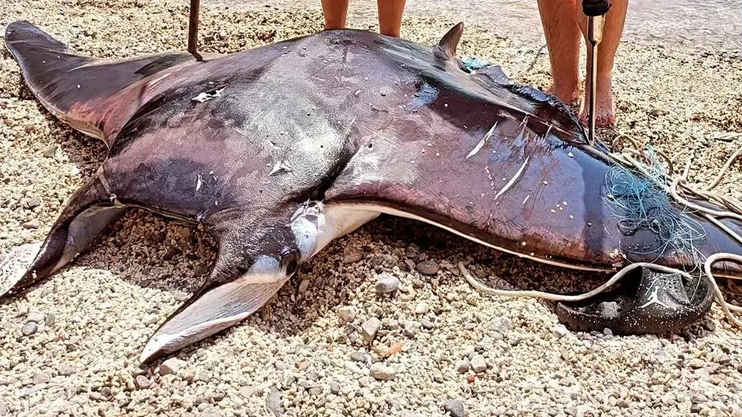 Manta_morski đavo_Bigova_Foto Instagram podgoricki_vremeplov (1)-64959425a0c8c.webp