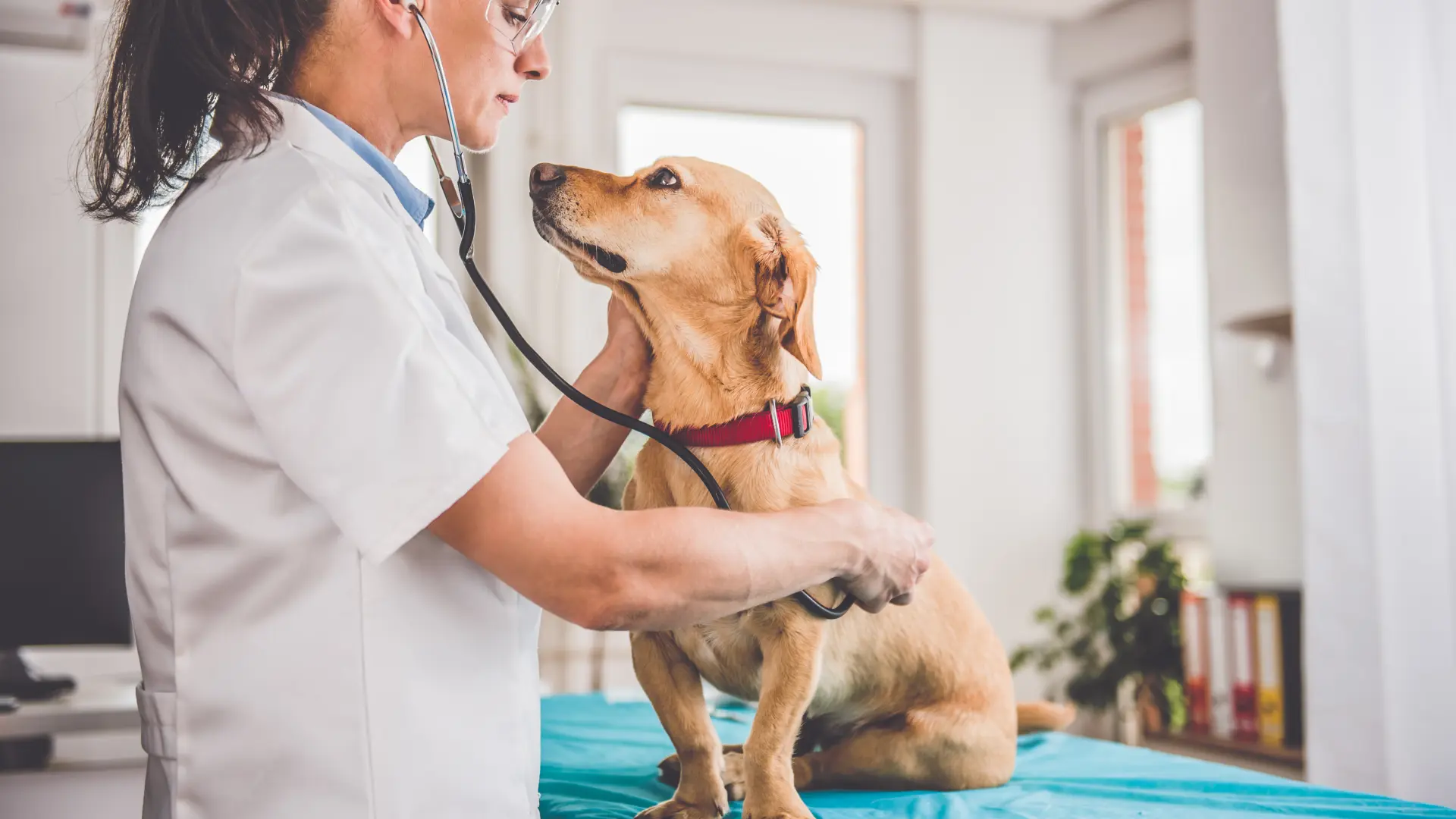 pas kuče veterinar shutterstock-64973b845382f.webp