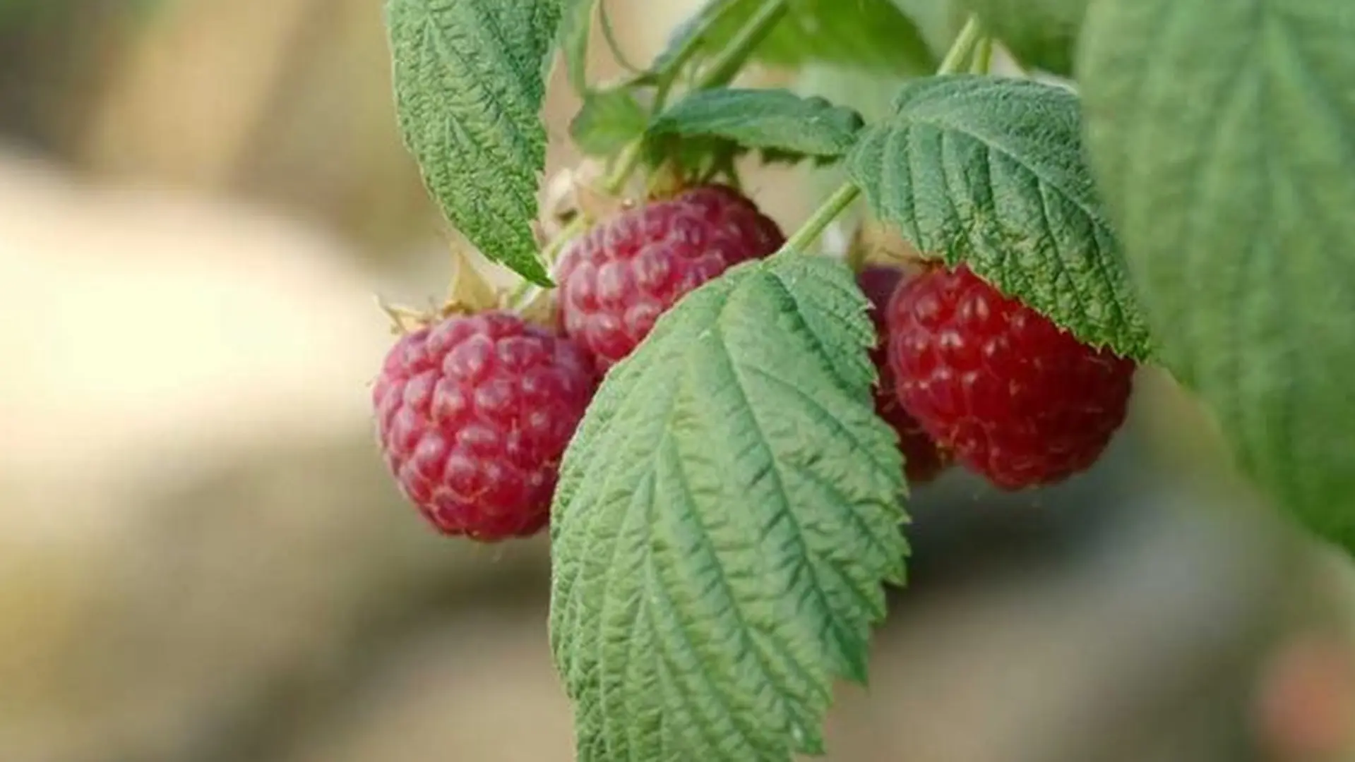 malina_agrosvijet 1-64abef6d3cb51.webp