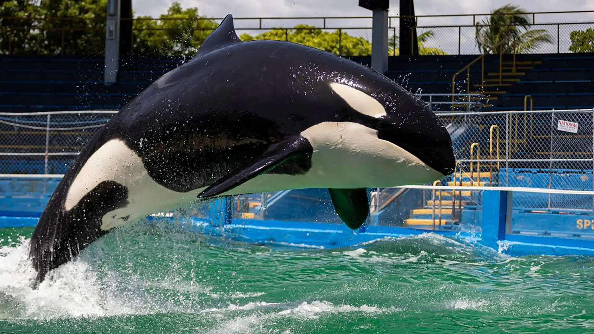 Orka Lolita_Foto Reuters-64e223d787517.webp