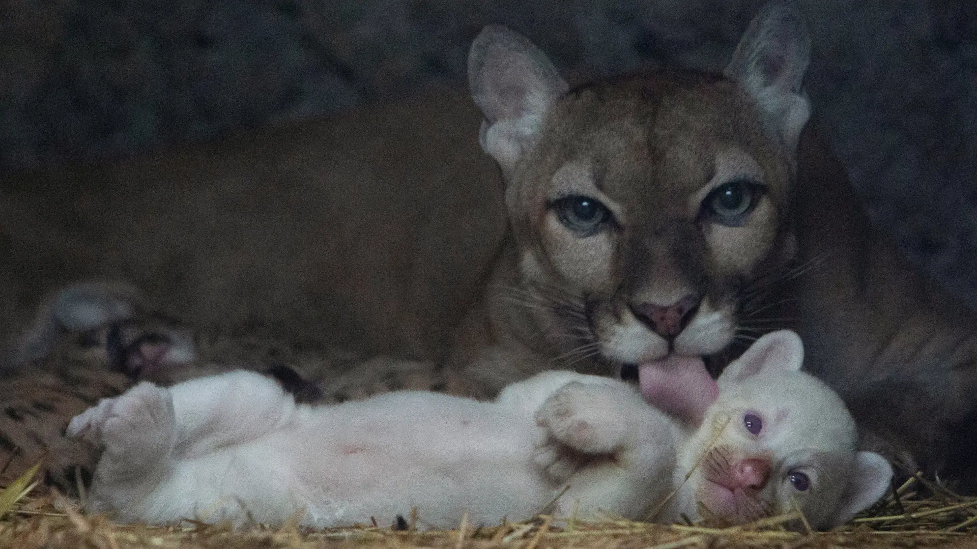 albino puma reuters-64e61f47b9cc8.webp