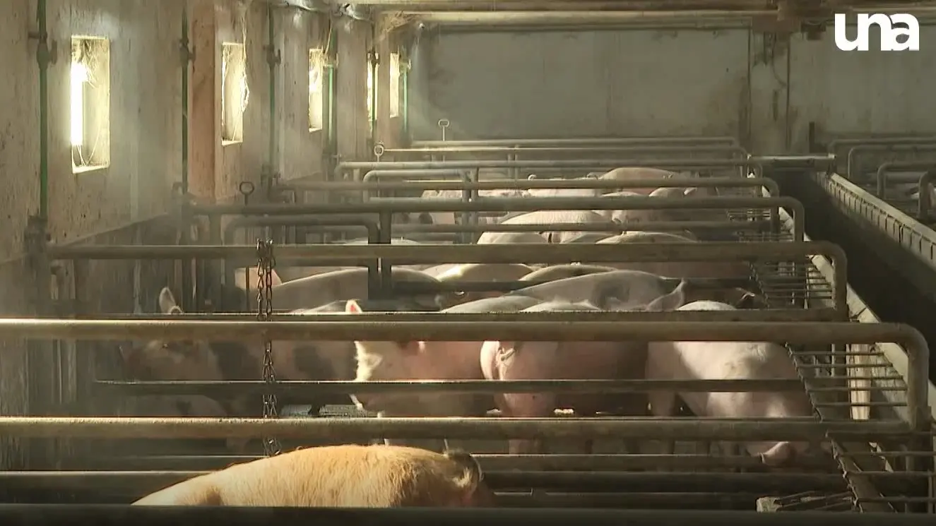 prasici una-64d3cba041a50.webp