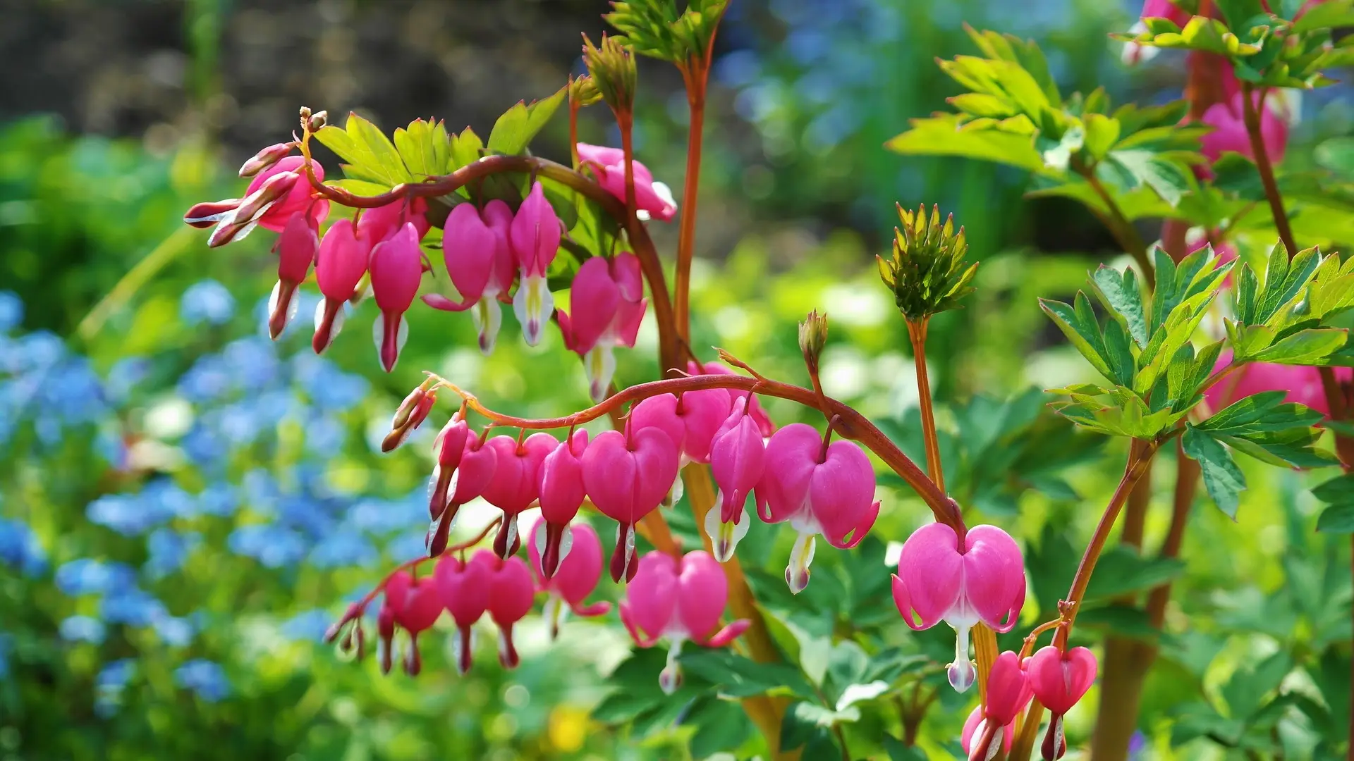 Dicentra spectabilis devojačko srce biljka pixabay-64f8e31a6a892.webp