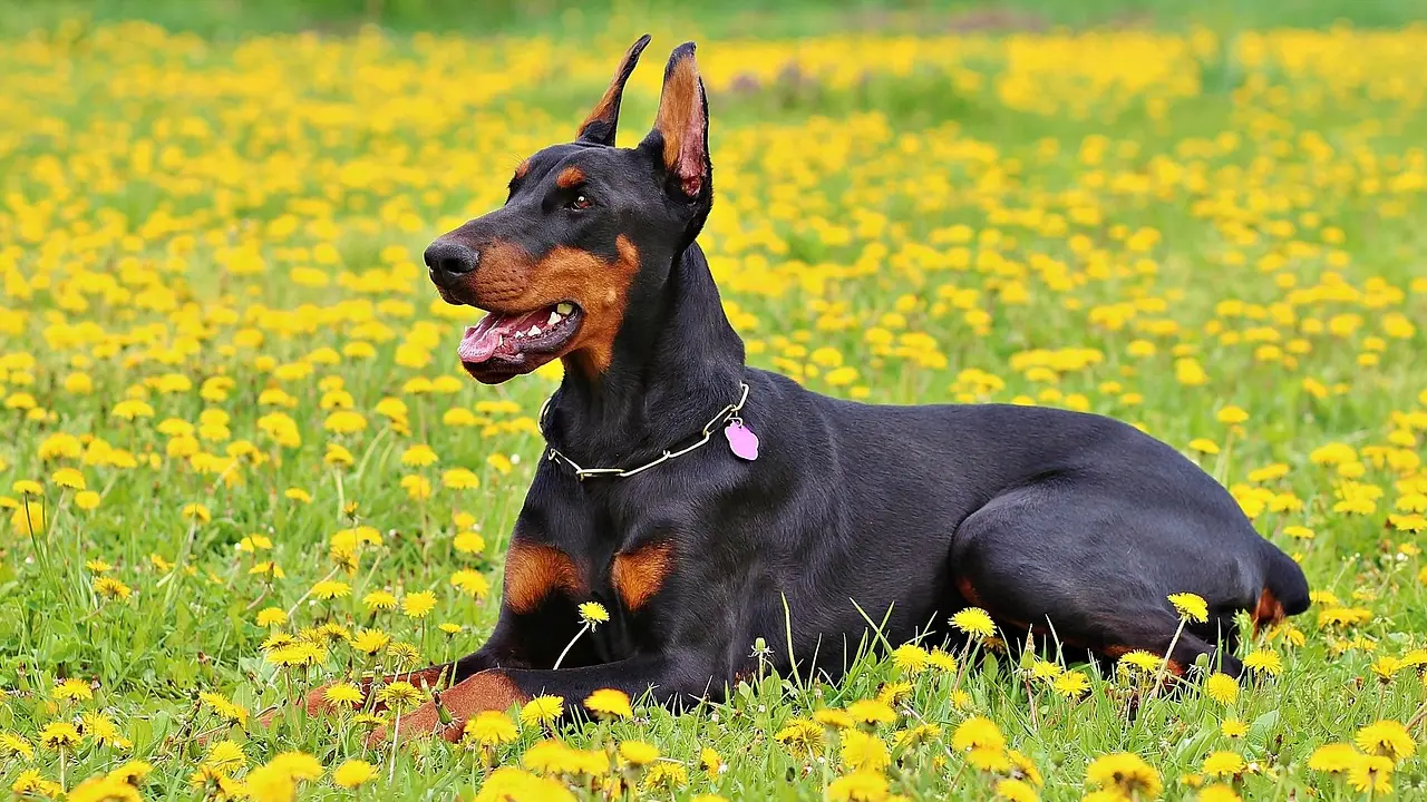 doberman-893931_1280 pas, doberman pixabay-65080fb57378e.webp