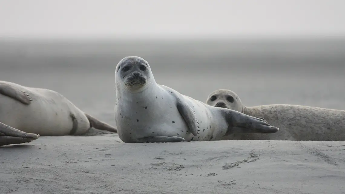 seals-veaux-marins-5018499_1280 Pixabay tuljan, foka-650aaf127aead.webp