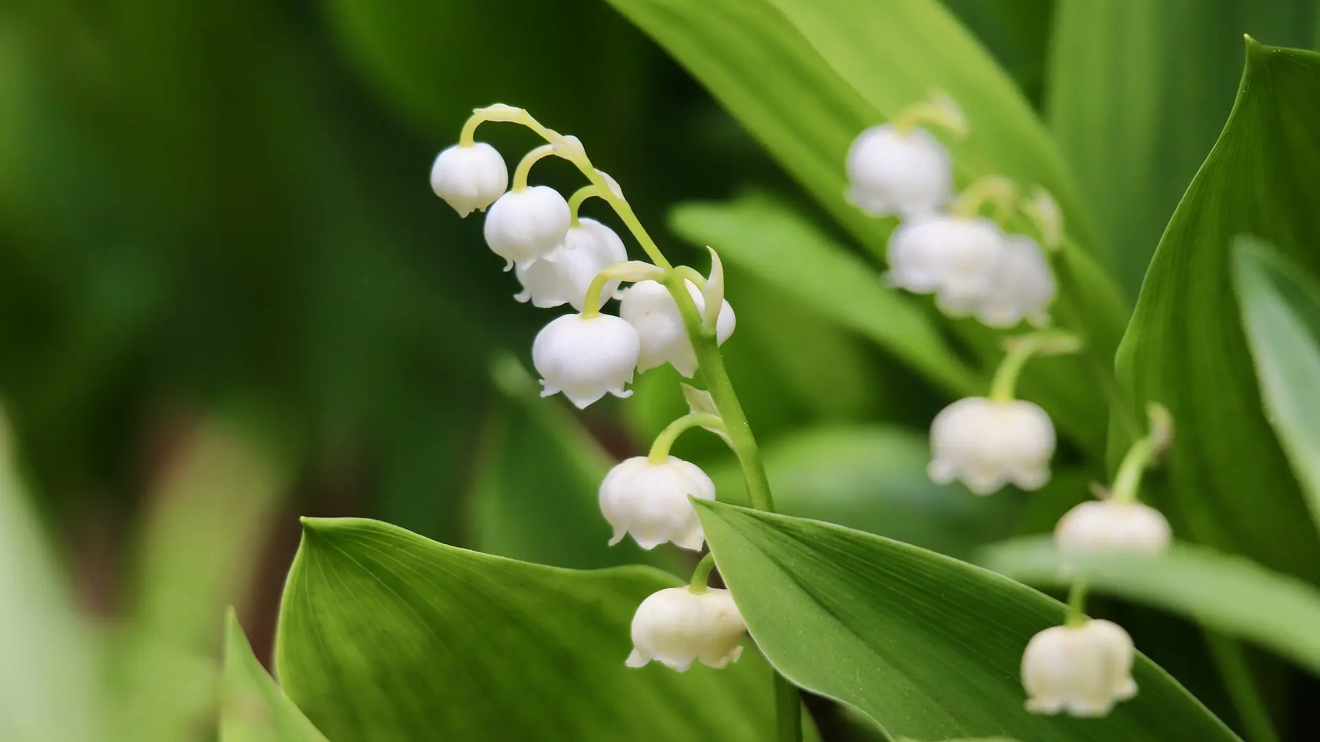 Convallaria majalis djurdjevak đurđevak cveće pixabay-653d7a56a6ac8.webp