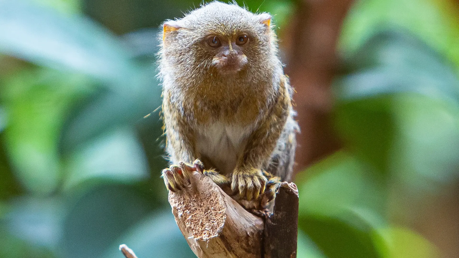 pygmy-marmoset-7154196_1920 pigmejski marmoset patuljasti majmun pixabay-6521de31aed8c.webp