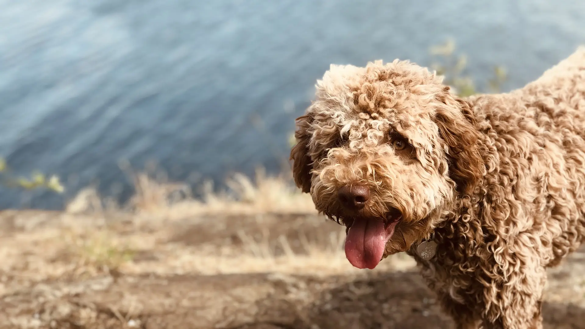 lagotto-romagnolo-4272671_1920 tartufar, lagoto romanjolo pixabay-654805e7d4f8b.webp