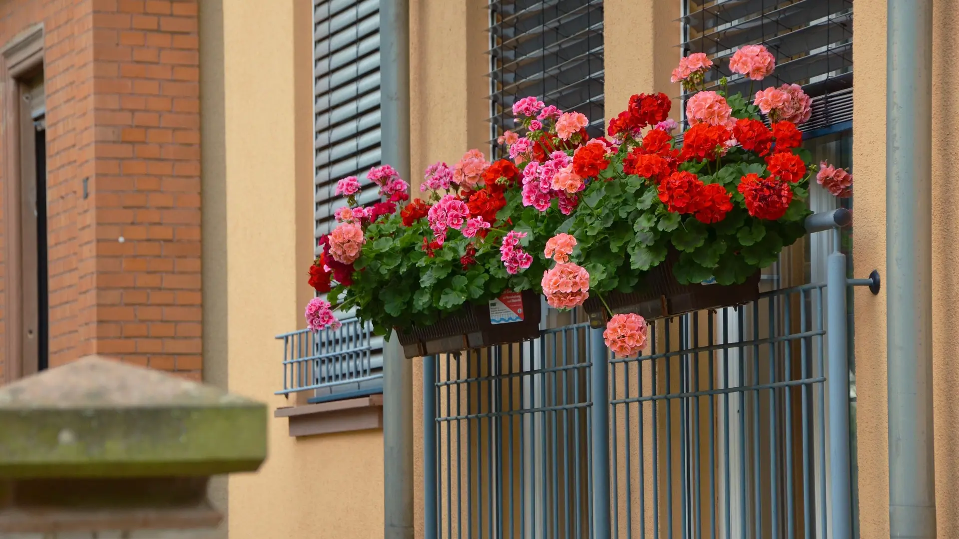 muškatle Pelargonium pixabay-655cb4265c6b2.webp