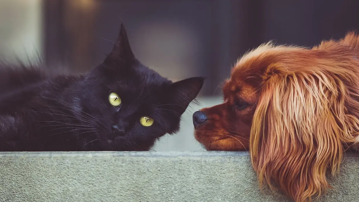 psi mačke pixabay-655913388a444.webp