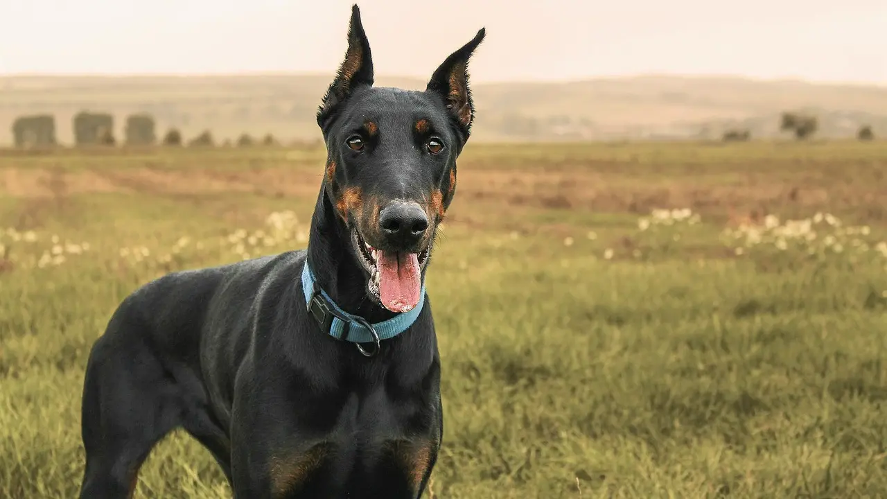 doberman, pas, pixabay-657446d89d2c8.webp