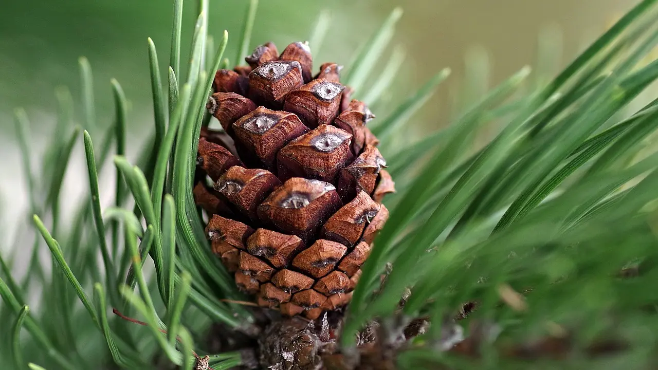 pine-cone-2998064_1280 šišarka, ulje od bora, bor, četinar, iglice, pixabay-65a68c89039a9.webp