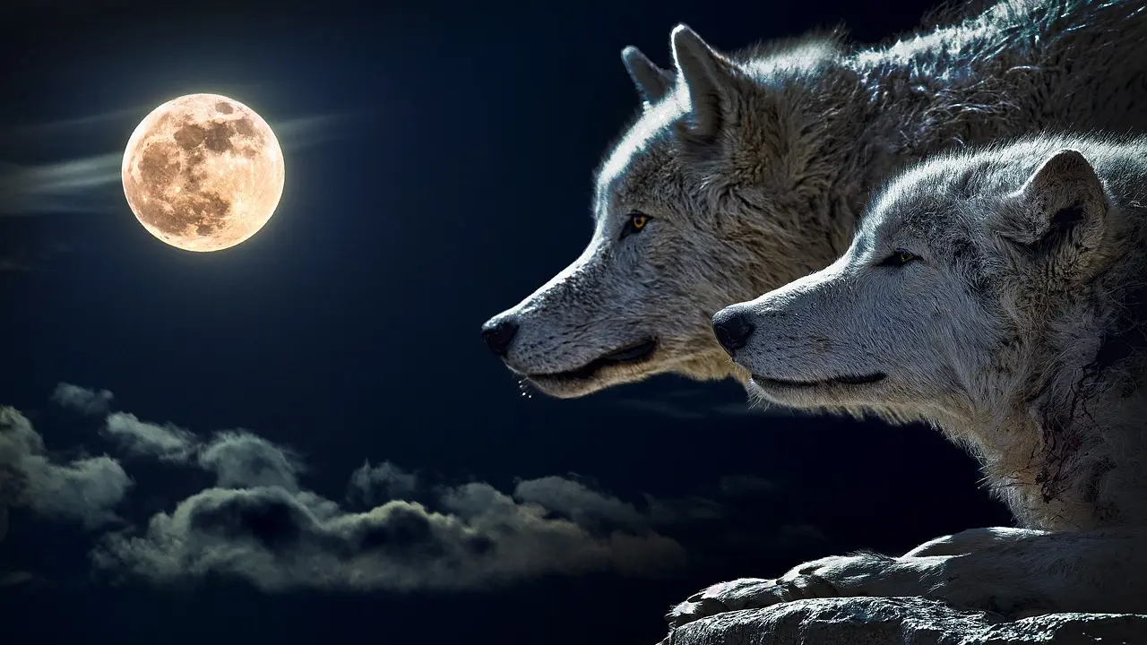 wolf moon, vučji mesec, vuk, horoskop, pixabay-65aa58829697d.webp