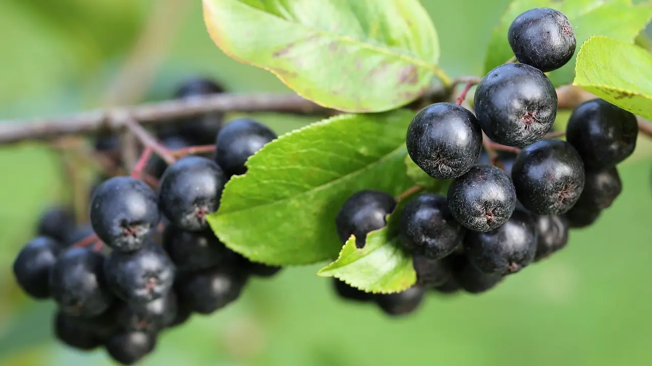 aronia, aronija, voće, pixabay-65c620c1b8042.webp