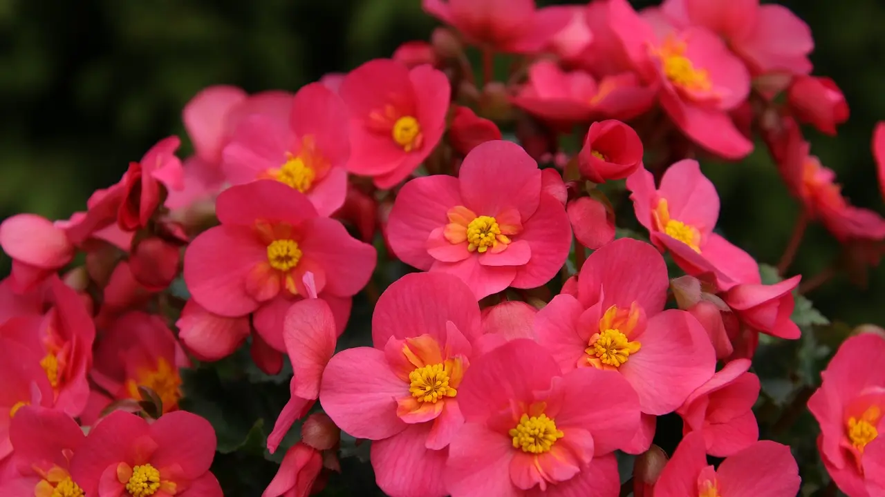 begonias-6466129_1280 begonija cveće pixabay-65ca422e2df24.webp