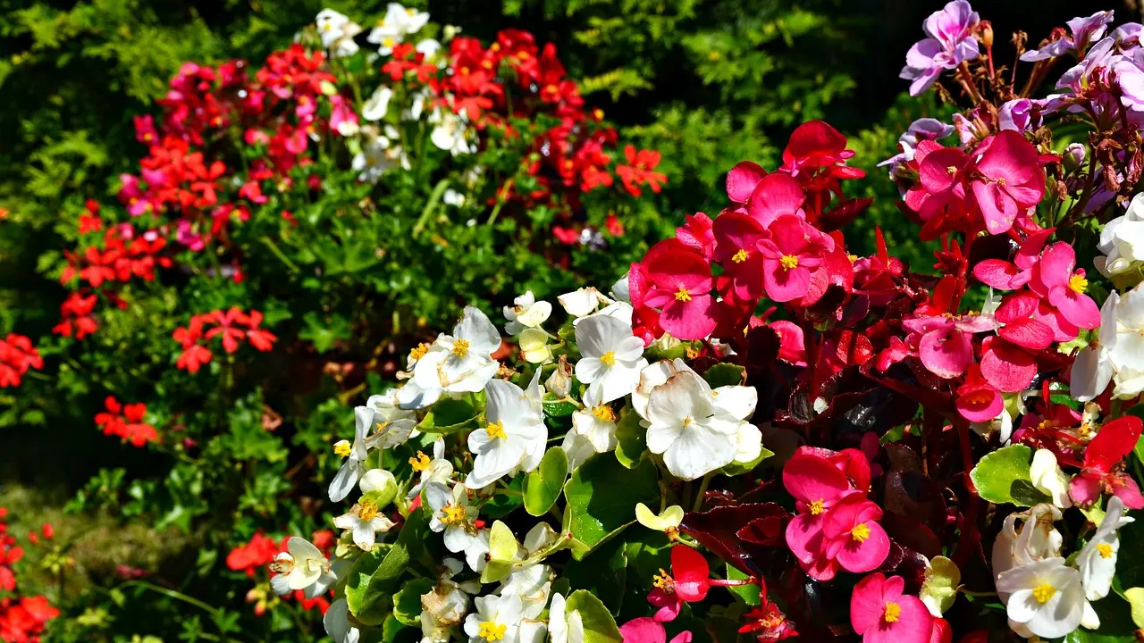 begonias-begonija, cveće, pixabay-65ca427164d15.webp
