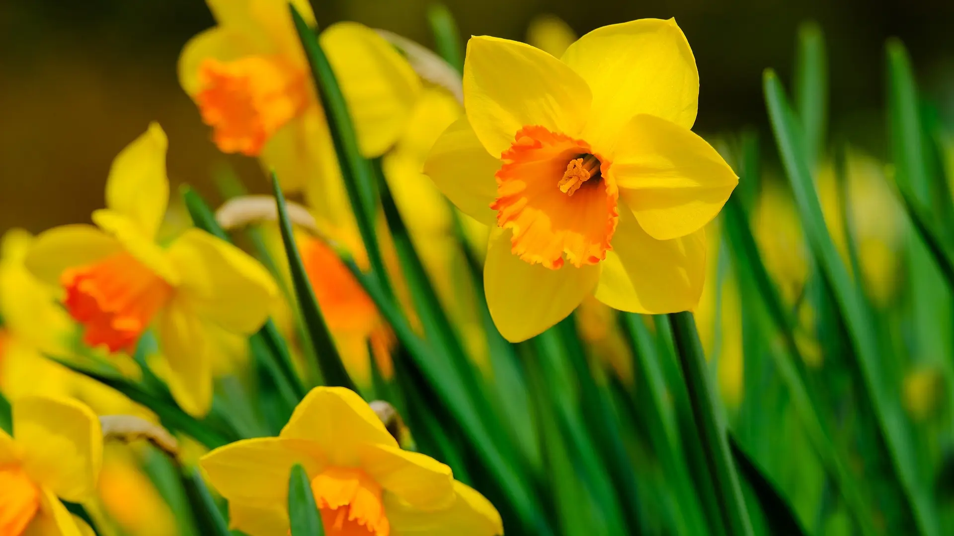 daffodils, narcis, cveće, proleće, pixabay-65ddd15725602.webp