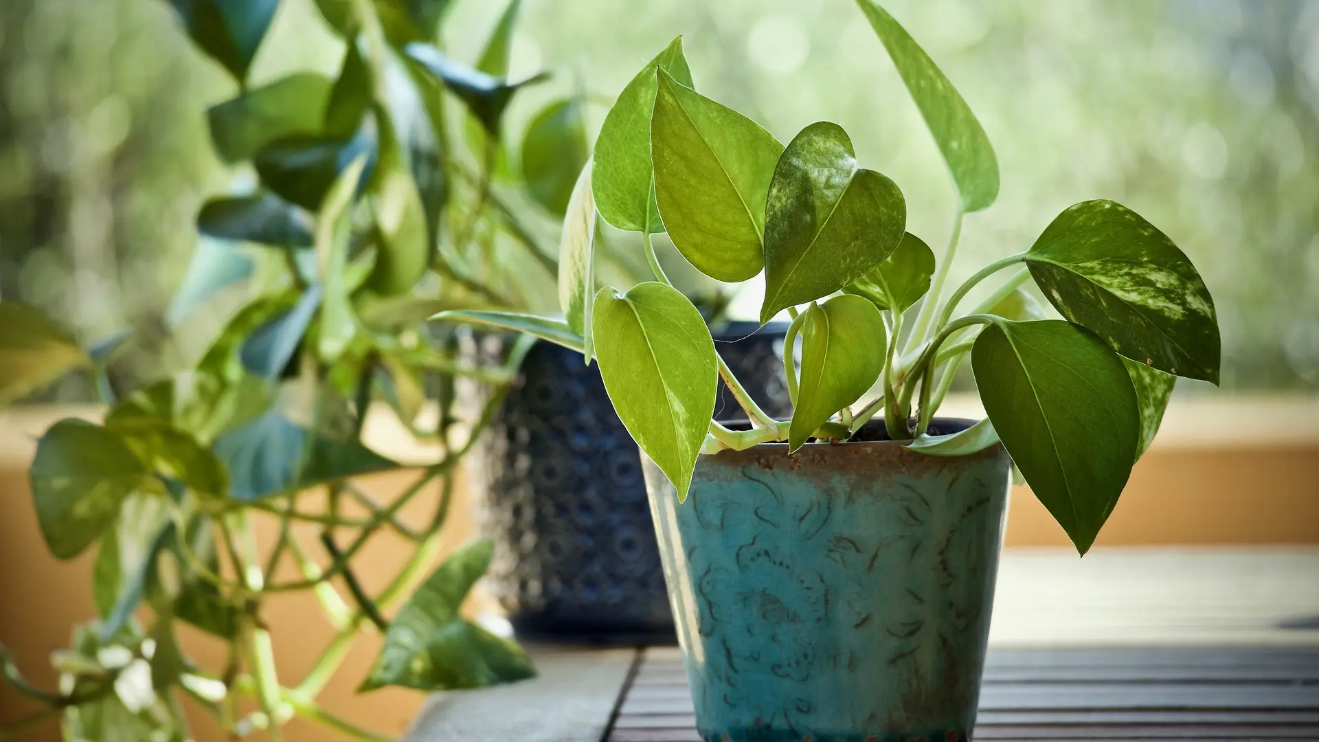 Epipremnum aureum zlatni potos biljka kućna biljka saksija pixabay-65f6d62da21aa.webp