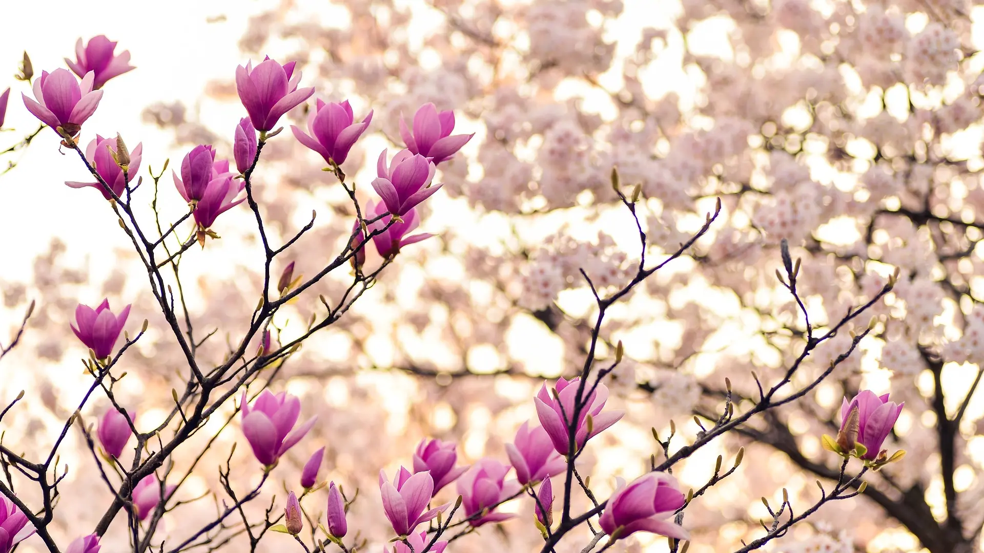 magnolija, proleće, cveće, lepo vreme, pixabay-66015fc1edd52.webp