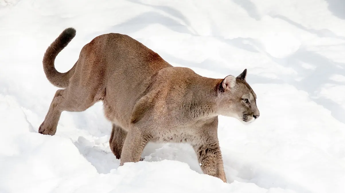 planinski lav pixabay-66006be16f000.webp