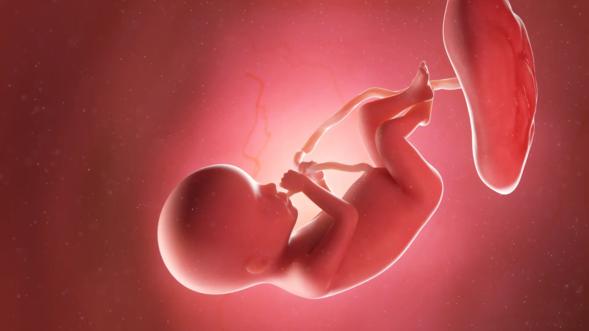 shutterstock_1482584372 Fetus, beba, trudnoća-65e70b8754c93.webp