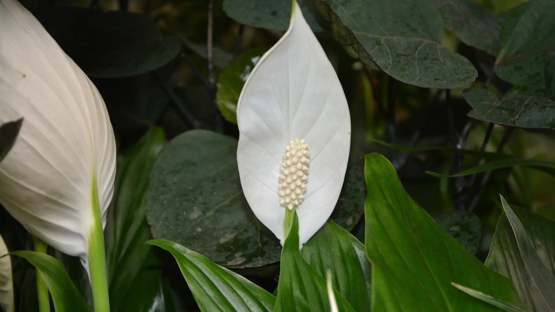 spatifilum Spathiphyllum biljka devojačka sreća pixabay-65f6d56d3ce70.webp