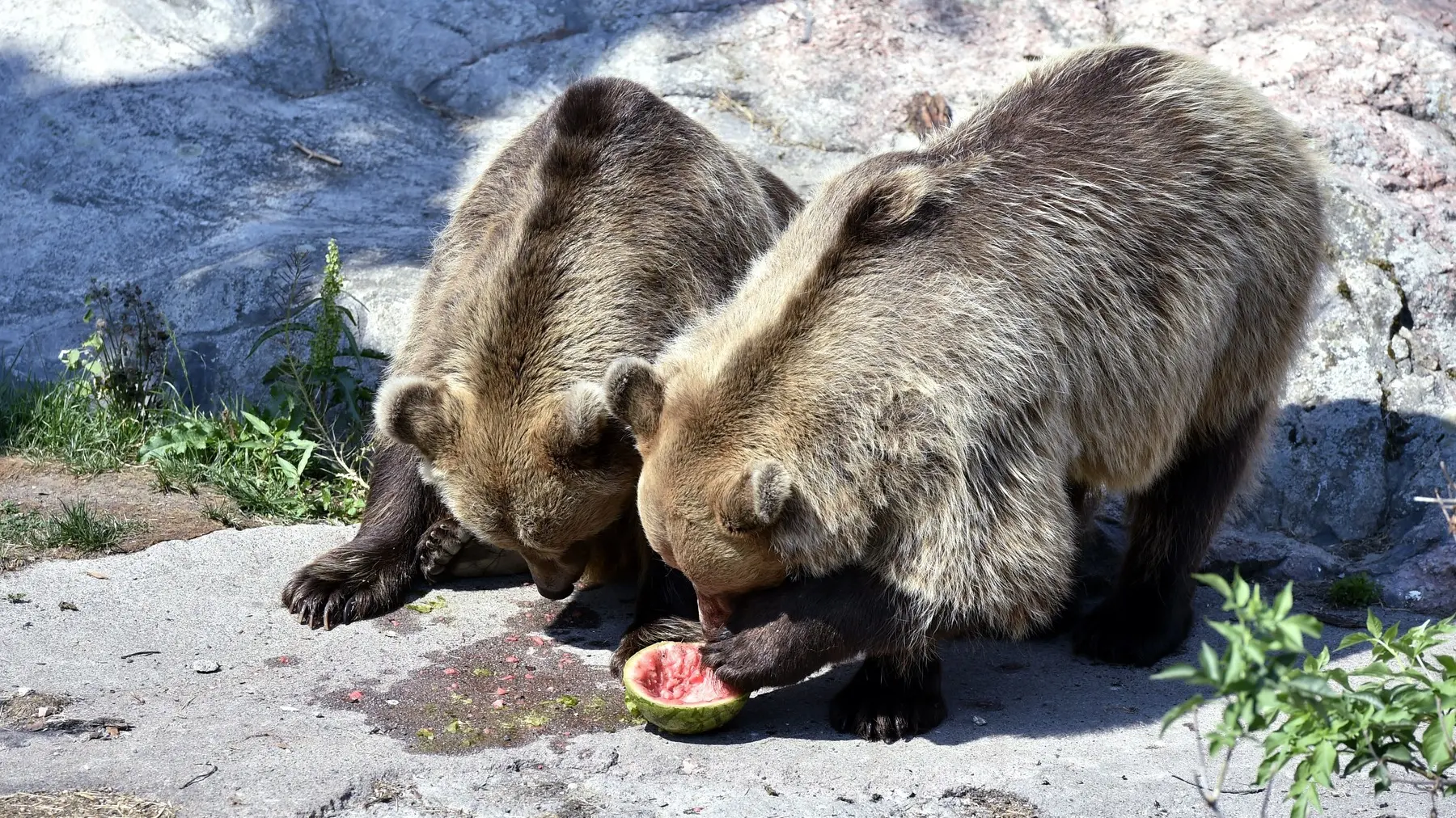 zoološki zoo vrt u helsinkiju, helsinki, zoo vrt korkeasari - jul 2018 - profimedia-65edcf87f0225.webp