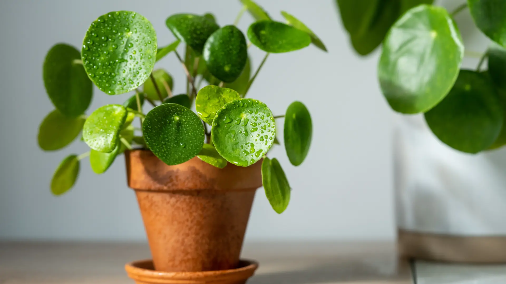 pilea peperomioides kineski dolar shutterstock-6623aaaa0bec6.webp