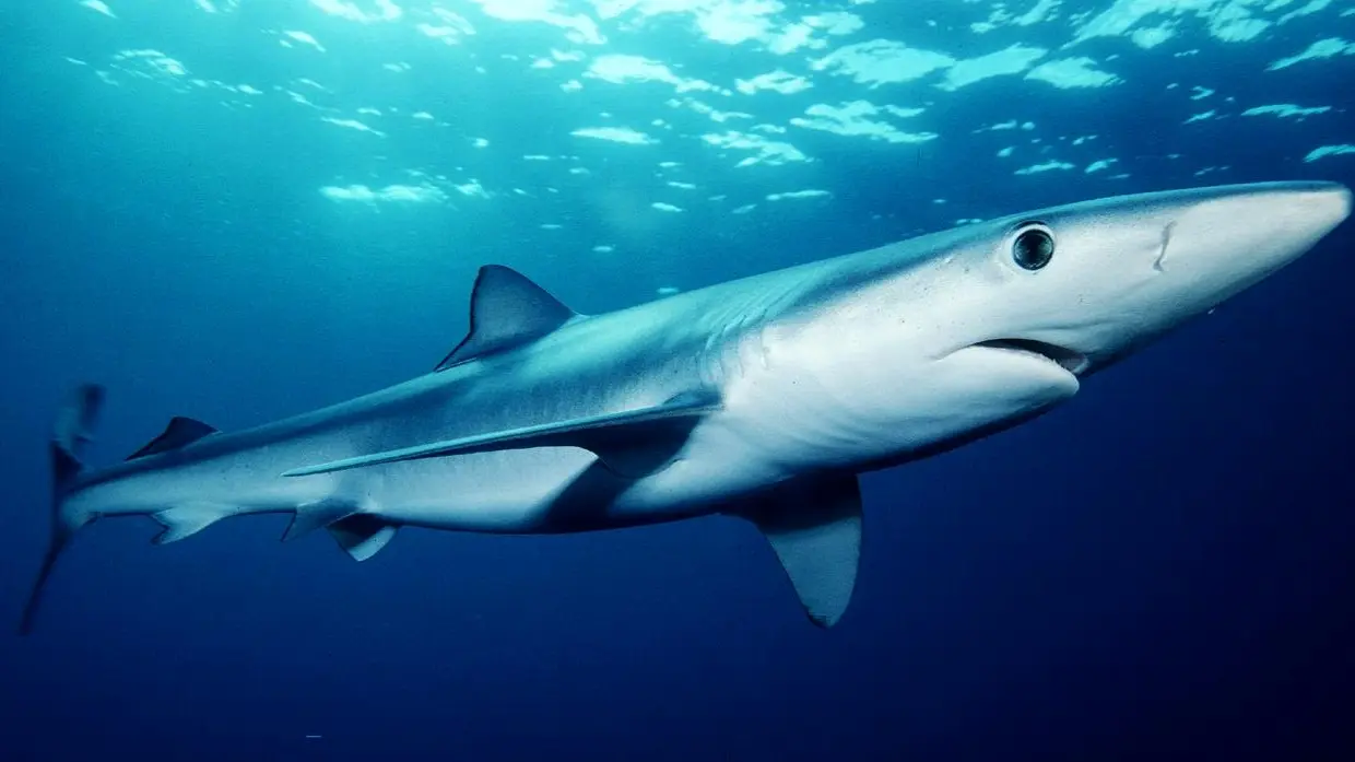 modrulj wikipedia-664a3168f2b41.webp