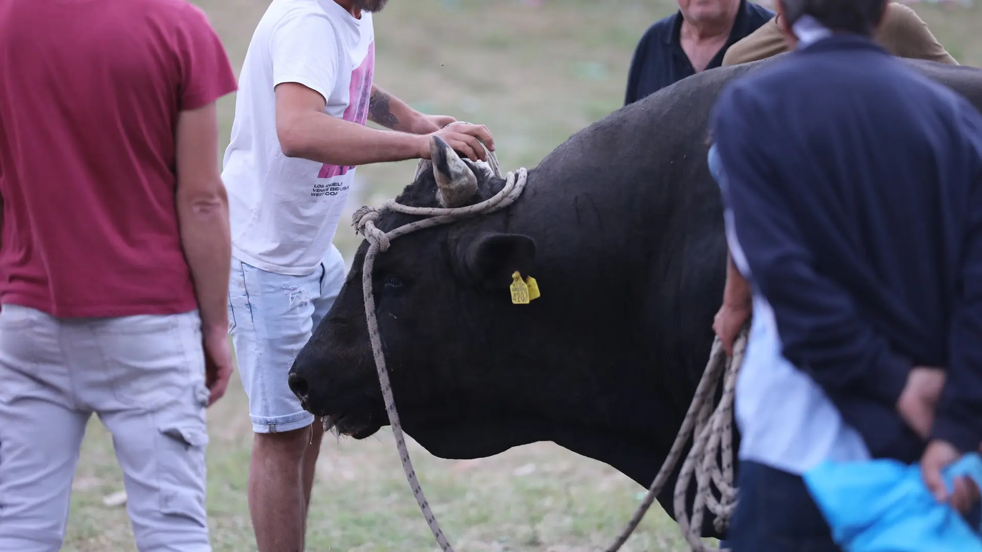 bikijada u radošiću kraj splita, radošić, bik - 2 jun 2024 - foto Ivo Cagalj PIXSELL-665c8c2ec6ee2.webp