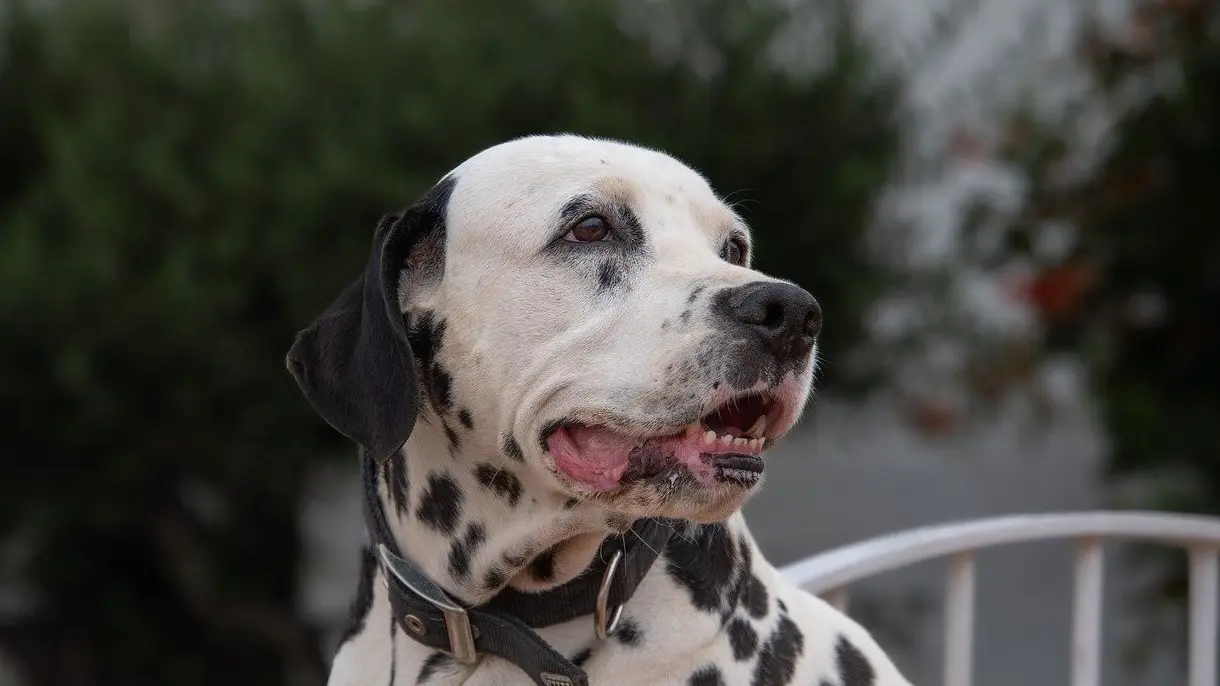 dalmatinac pixabay-667d20d4720b3.webp