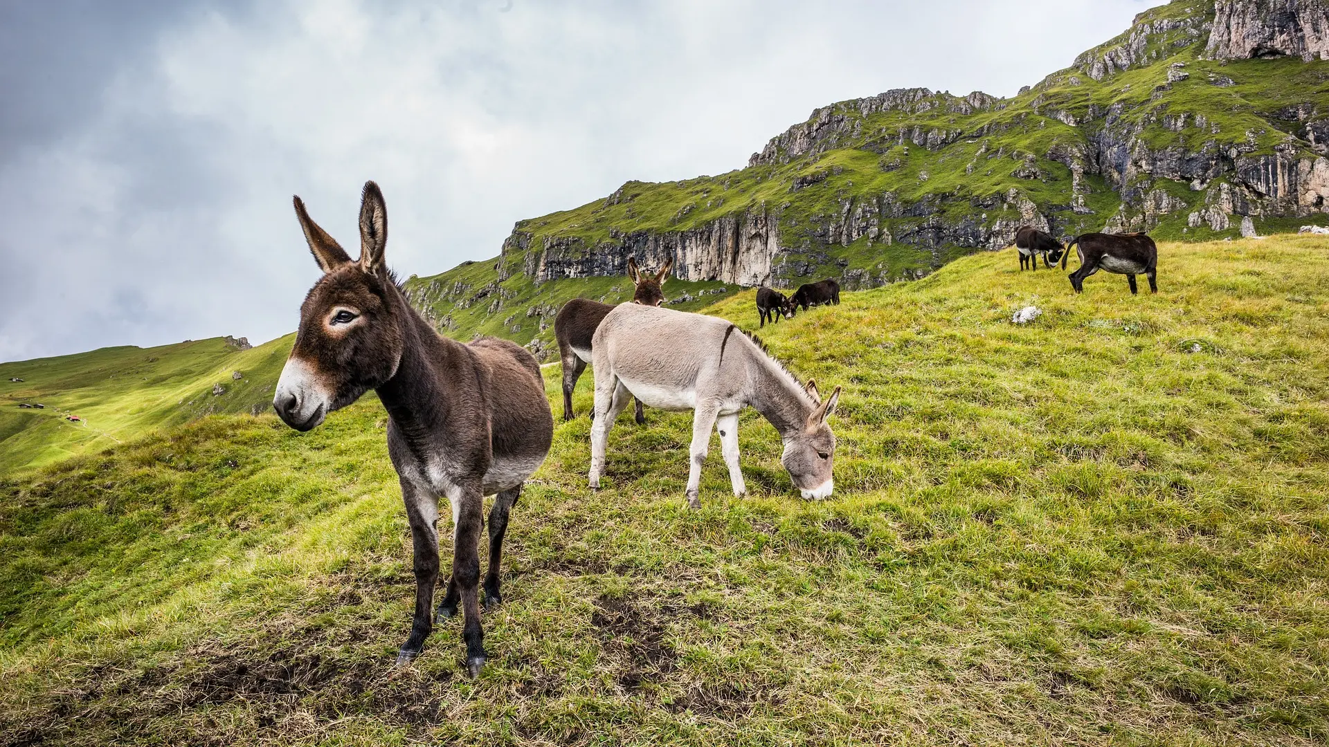 donkeys, magarac, priroda, planina, pašnjak, pixabay životinje-667410cdca07a.webp