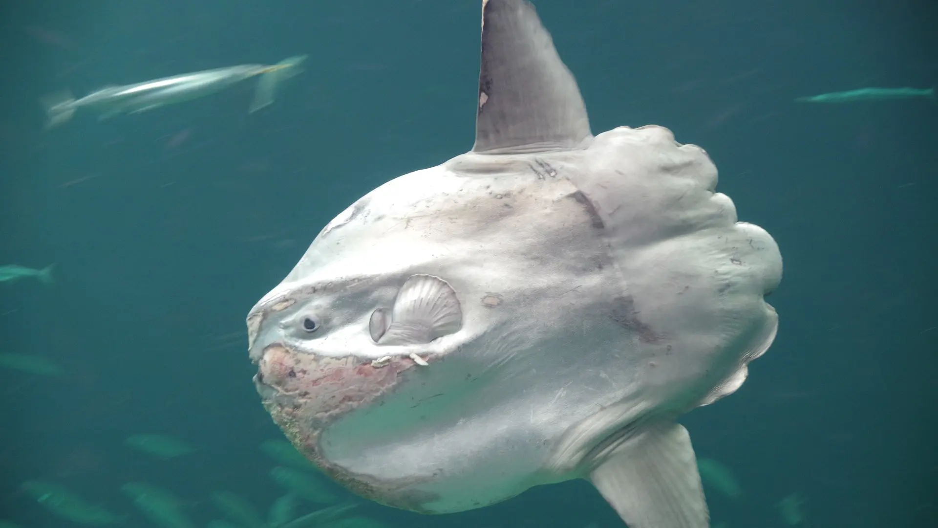 hudvinker riba pixabay riba sanfiš-666407f886786.webp