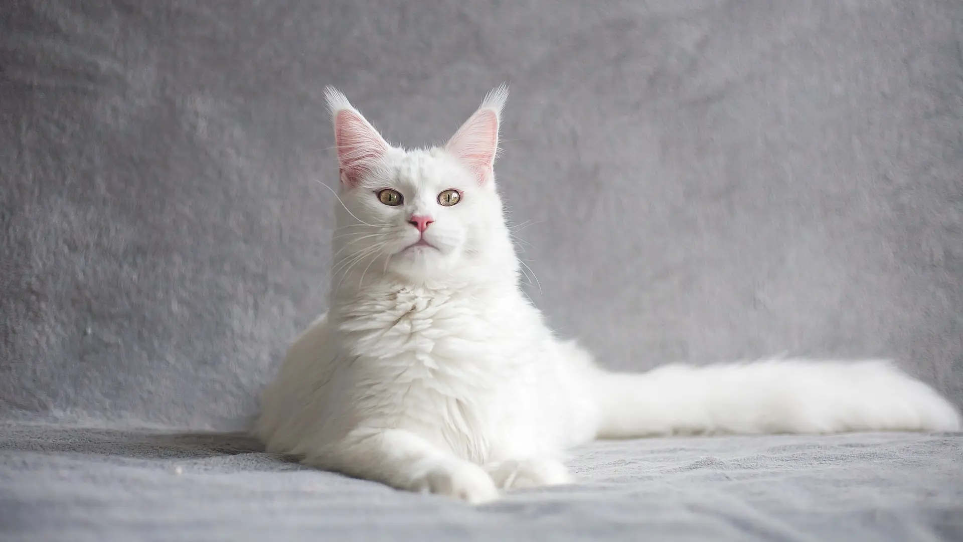 bela mačka, pixabay-6697a03b57097.webp