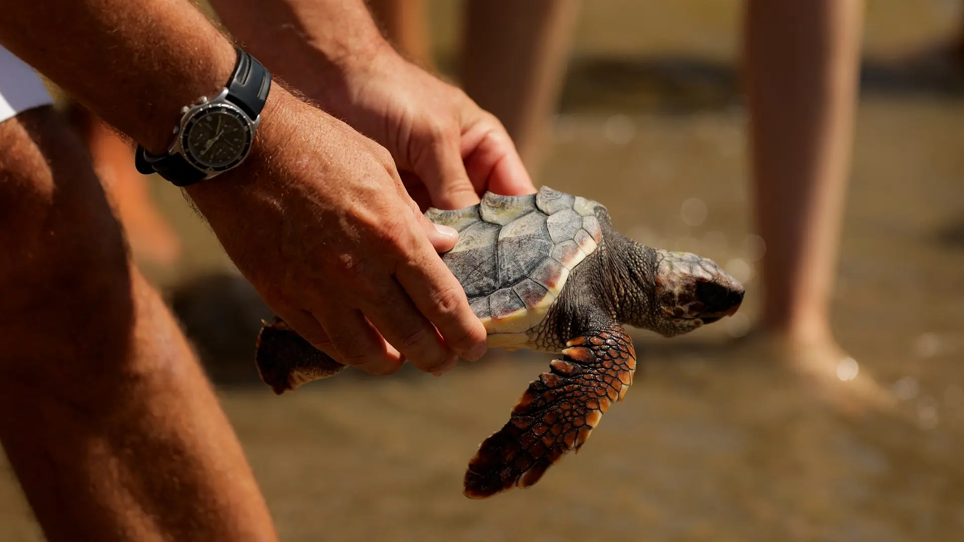 glavate kornjače, glavata kornjača, marbelja, španija, puštanje glavatih kornjača u more - 23 jul 2024 - foto Reuters (3)-66a0036564efc.webp