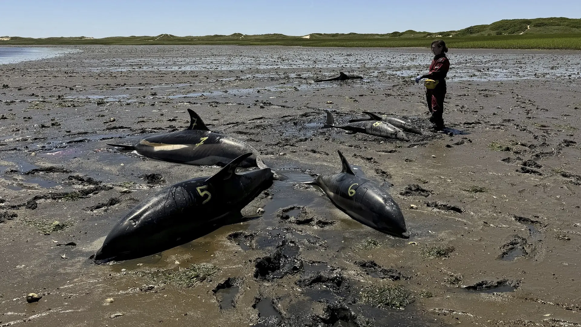 nasukani delfini, delfin, kod kejp koda u sad, 28 jun 2024 - foto International Fund for Animal Welfare via AP Tanjug (1)-6693e2a7926e8.webp