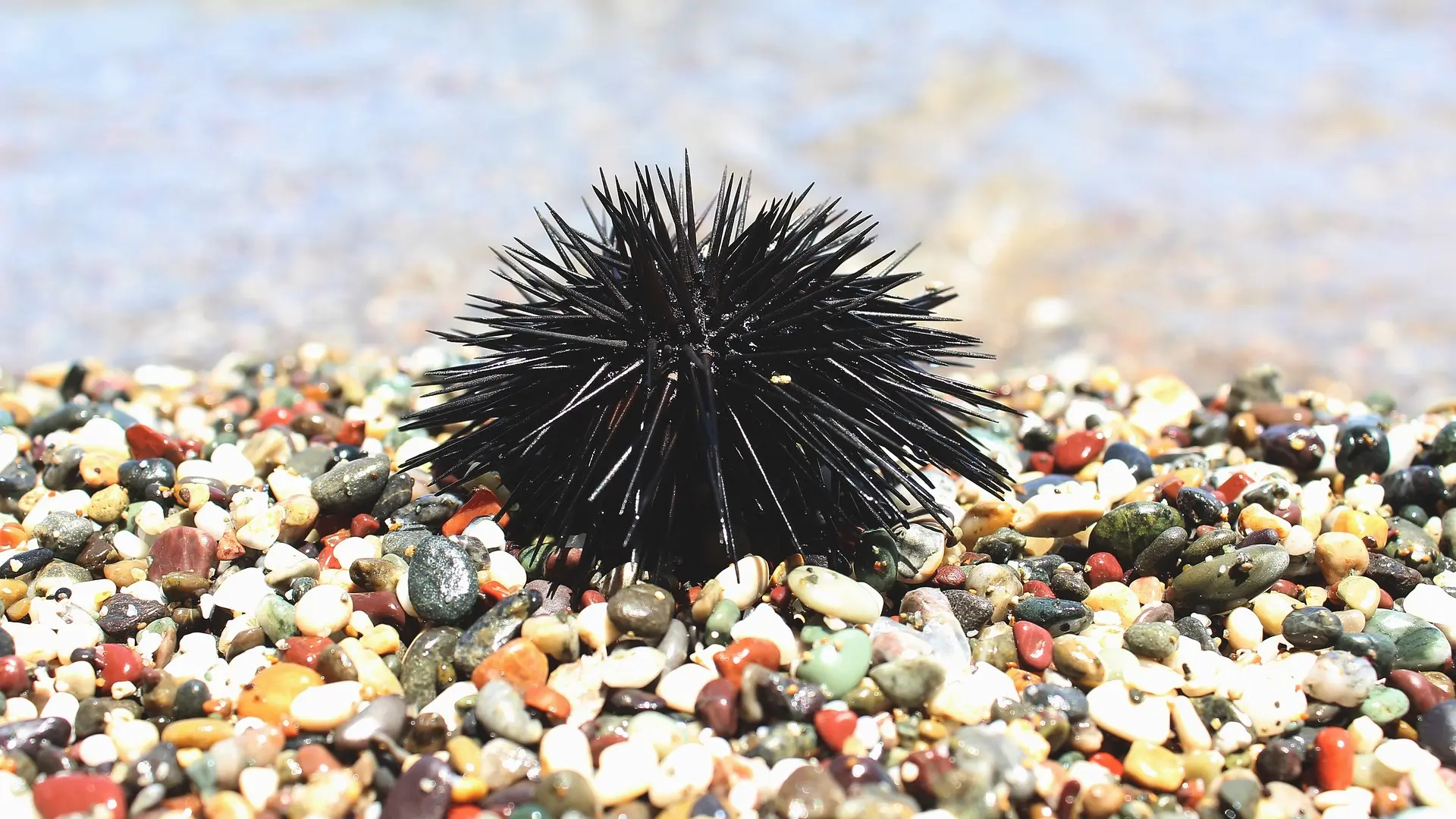 more, morski jež, pixabay 1-66b0cb76a3346.webp