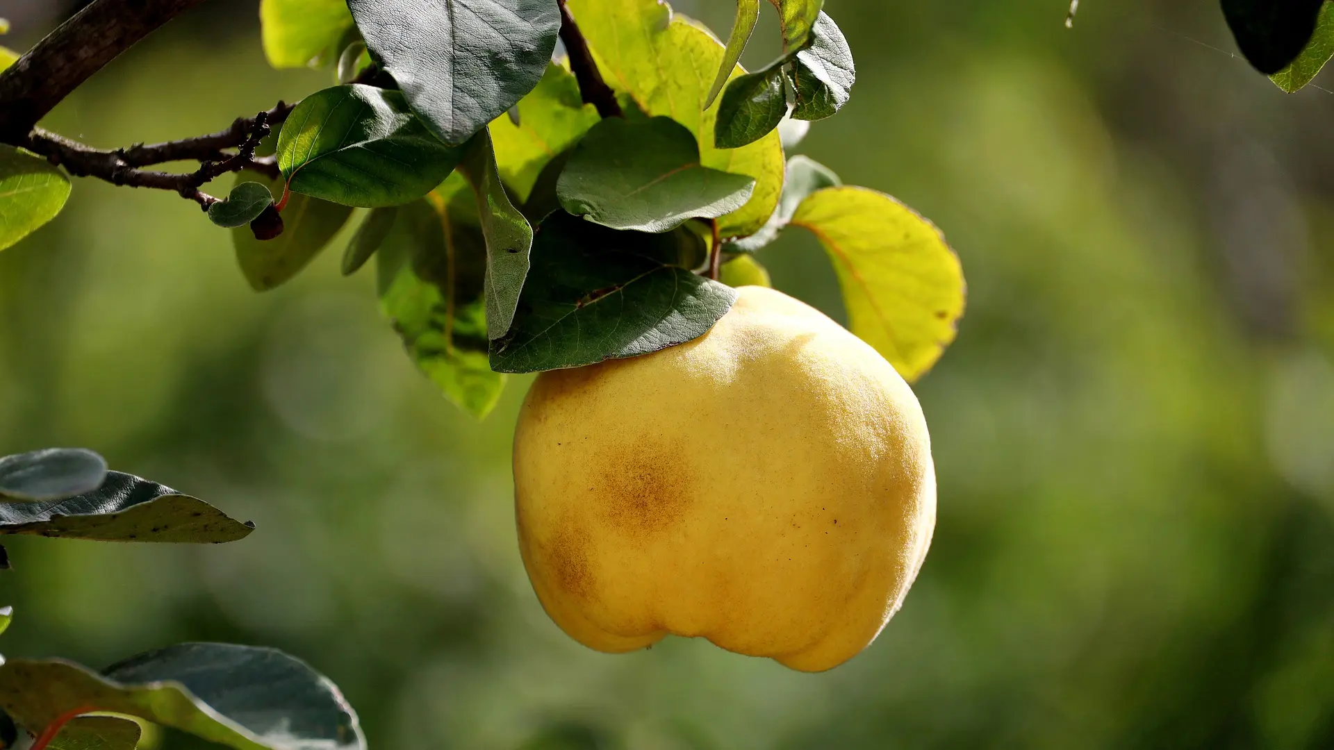 quince, dunja, pixabay-66b9d91361908.webp