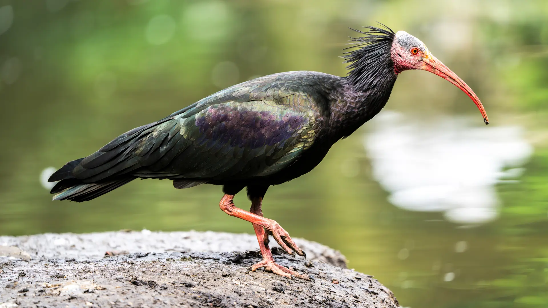 sevreni ćelavi ibis shutterstock_2459199737-66cb263a604a3.webp