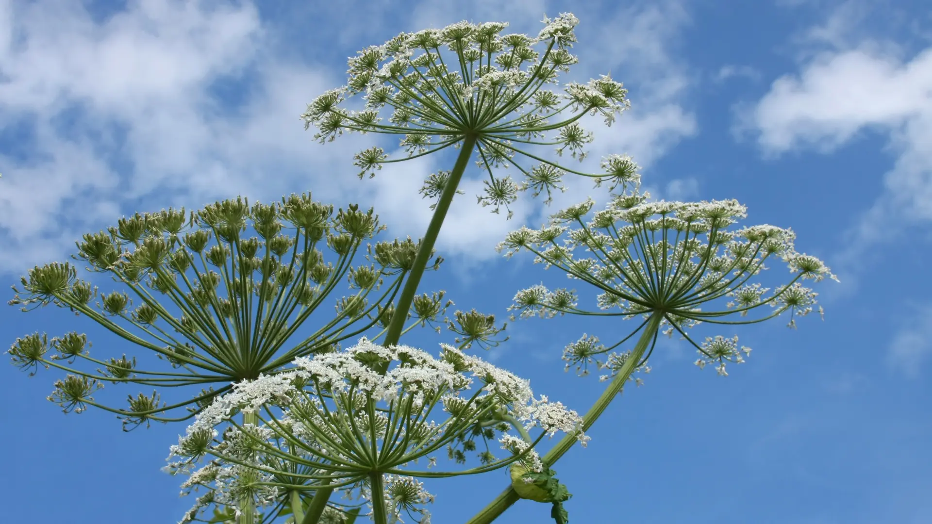 shutterstock_ Divovski svinjski korov  biljka-66c3391099c13.webp