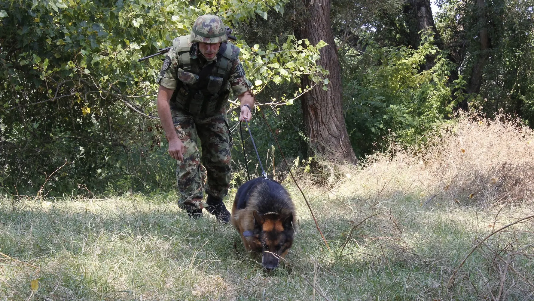 vojska srbije, srpska vojska, službeni pas, obuka, psi - 26 avg 2024 - TANJUG MINISTARSTVO ODBRANE I VOJSKE SRBIJE-66cc9bc6848e2.webp