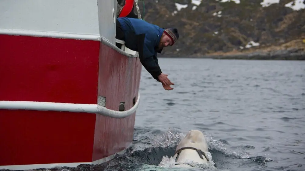 beluga, beli kit, april 2019 - Jorgen Ree Wiig, Norwegian Directorate of Fisheries via AP Tanjug (3)-66d49fae169e8.webp