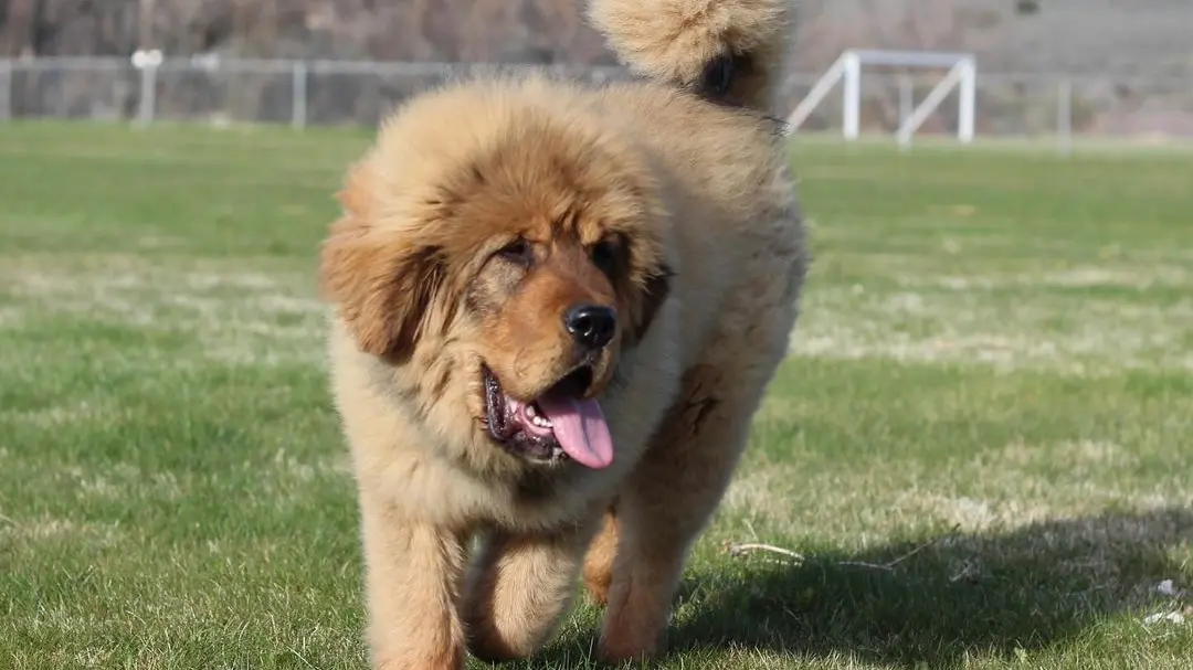 Instagram printscreen, highcountry_tibetan_mastiffs Tibetanski mastif pas-67175a28d4efd.webp